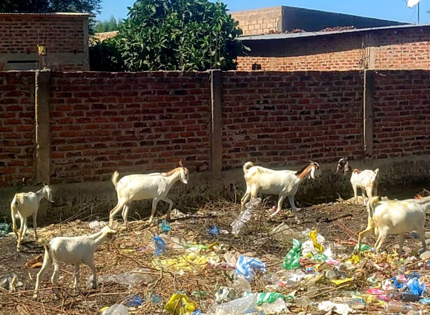 Tchad : Les Habitants de N’Djaména exaspérés par l’élevage de bétail en zone urbaine