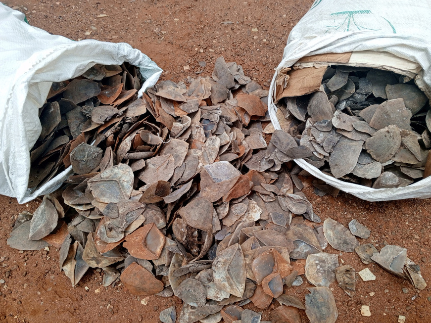 Cameroun : deux personnes comparaîtront à Tibati pour trafic d'écailles de pangolin géant Cameroun : deux personnes comparaîtront à Tibati pour trafic d'écailles de pangolin géant