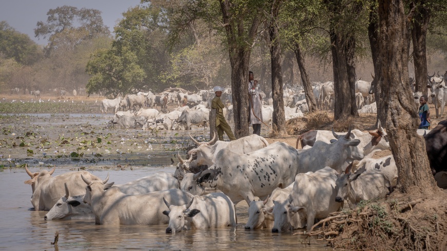 Tchad : Le Paysage Aouk-Keïta, un patrimoine naturel à préserver Tchad : Le Paysage Aouk-Keïta, un patrimoine naturel à préserver