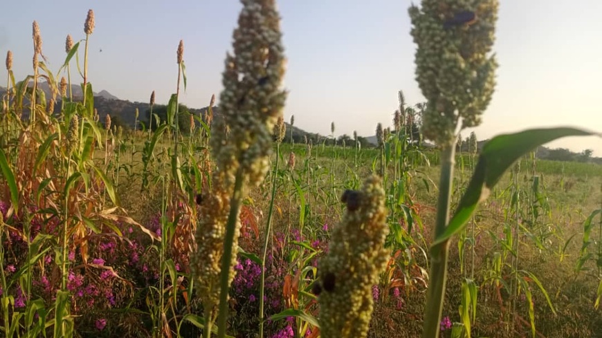 Tchad : au Guéra, malgré la saison pluvieuse, inquiétude des cultivateurs face aux attaques des insectes Tchad : au Guéra, malgré la saison pluvieuse, inquiétude des cultivateurs face aux attaques des insectes
