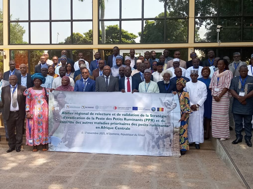 Tchad : Lancement de l’atelier régional sur l’éradication de la peste des petits ruminants en Afrique centrale Tchad : Lancement de l’atelier régional sur l’éradication de la peste des petits ruminants en Afrique centrale