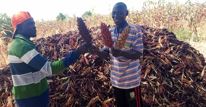 Tchad : un cultivateur exemplaire récolte les fruits de son travail à Abtouyour Tchad : un cultivateur exemplaire récolte les fruits de son travail à Abtouyour