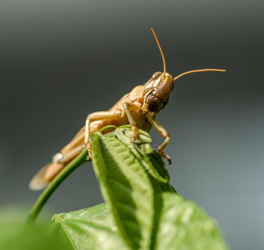 Tchad : à N’Djamena, le criquet devient la nouvelle star des soirées tchadiennes Tchad : à N’Djamena, le criquet devient la nouvelle star des soirées tchadiennes