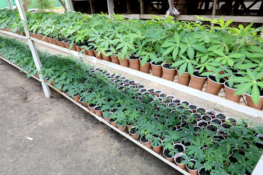 Côte d’Ivoire : le CNRA renforce les capacités nationales de production de semences de manioc Côte d’Ivoire : le CNRA renforce les capacités nationales de production de semences de manioc