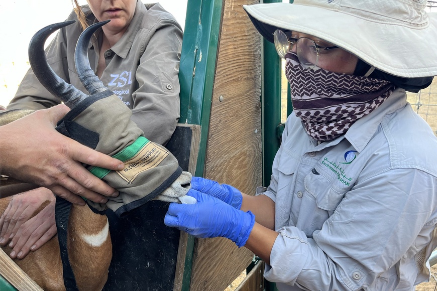 Images : Sahara Conservers