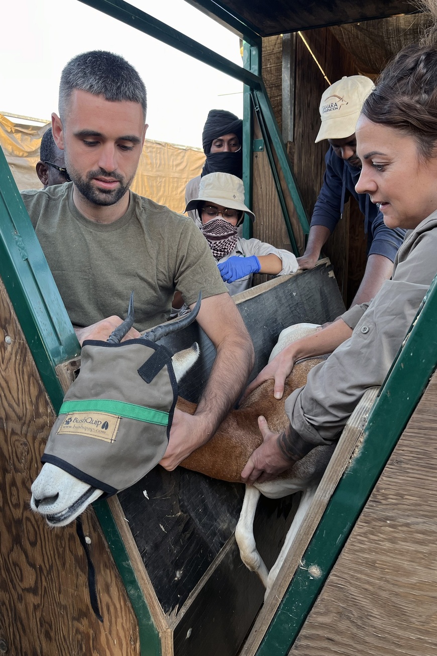 Tchad : Le Programme de Conservation de la Gazelle Dama franchit une nouvelle étape Tchad : Le Programme de Conservation de la Gazelle Dama franchit une nouvelle étape