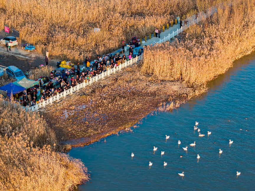 Tourists watch swans at a wetland in Dachuan township, Xigu district, Lanzhou, northwest China's Gansu province, Dec. 7, 2025. (Photo/Wang Hong)