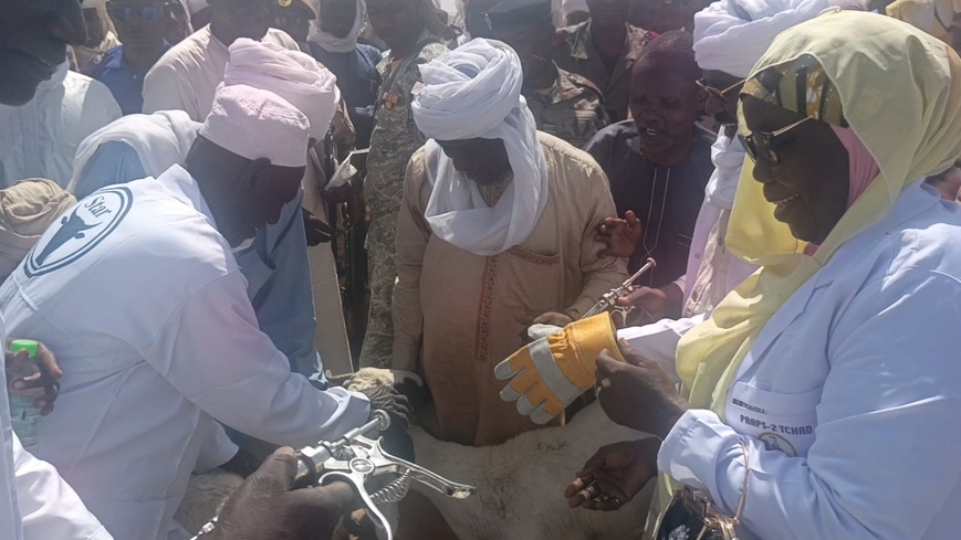 Tchad : lancement de la campagne de vaccination du bétail contre la PPCB et la PPR à Mongo