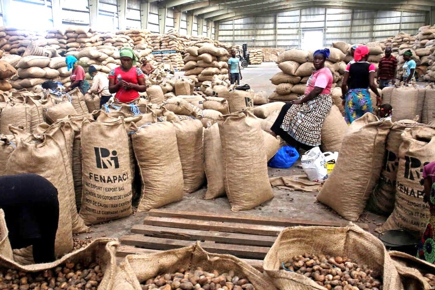 Côte d'Ivoire : le prix bord champ du kilogramme de la noix de cajou fixé à 400 FCFA Côte d'Ivoire : le prix bord champ du kilogramme de la noix de cajou fixé à 400 FCFA