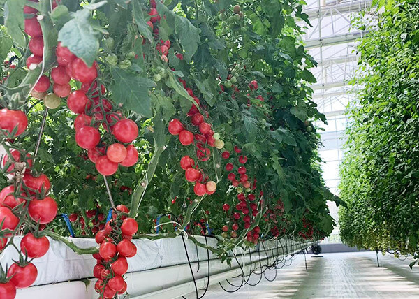 Photo shows the lush growth of cherry tomatoes in an intelligent greenhouse developed by Shandong Lisente Agricultural Technology Co., Ltd. (Lisente). (Photos from the official website of Shandong Lisente Agricultural Technology Co., Ltd.)