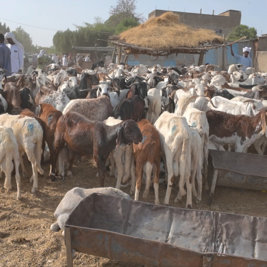 Aïd el-Fitr : les prix des moutons s’envolent, les ménages sous pression à N’Djamena Aïd el-Fitr : les prix des moutons s’envolent, les ménages sous pression à N’Djamena