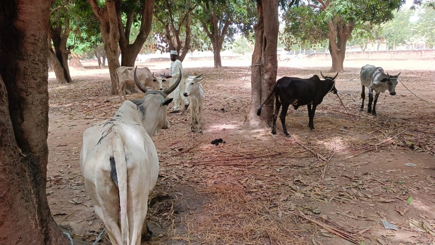 Tchad : deux suspects arrêtés pour vol de bœufs au Moyen-Chari Tchad : deux suspects arrêtés pour vol de bœufs au Moyen-Chari