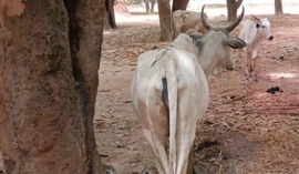 Tchad : au Guéra, des actes de vols de bétail signalés dans deux départements
