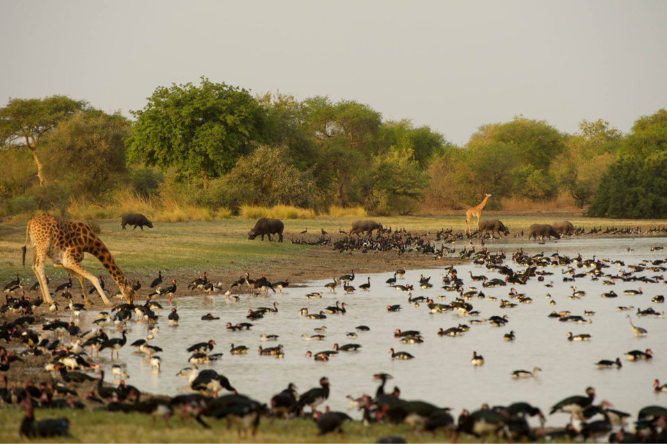 Le parc National de Zakouma. crédits : Sources