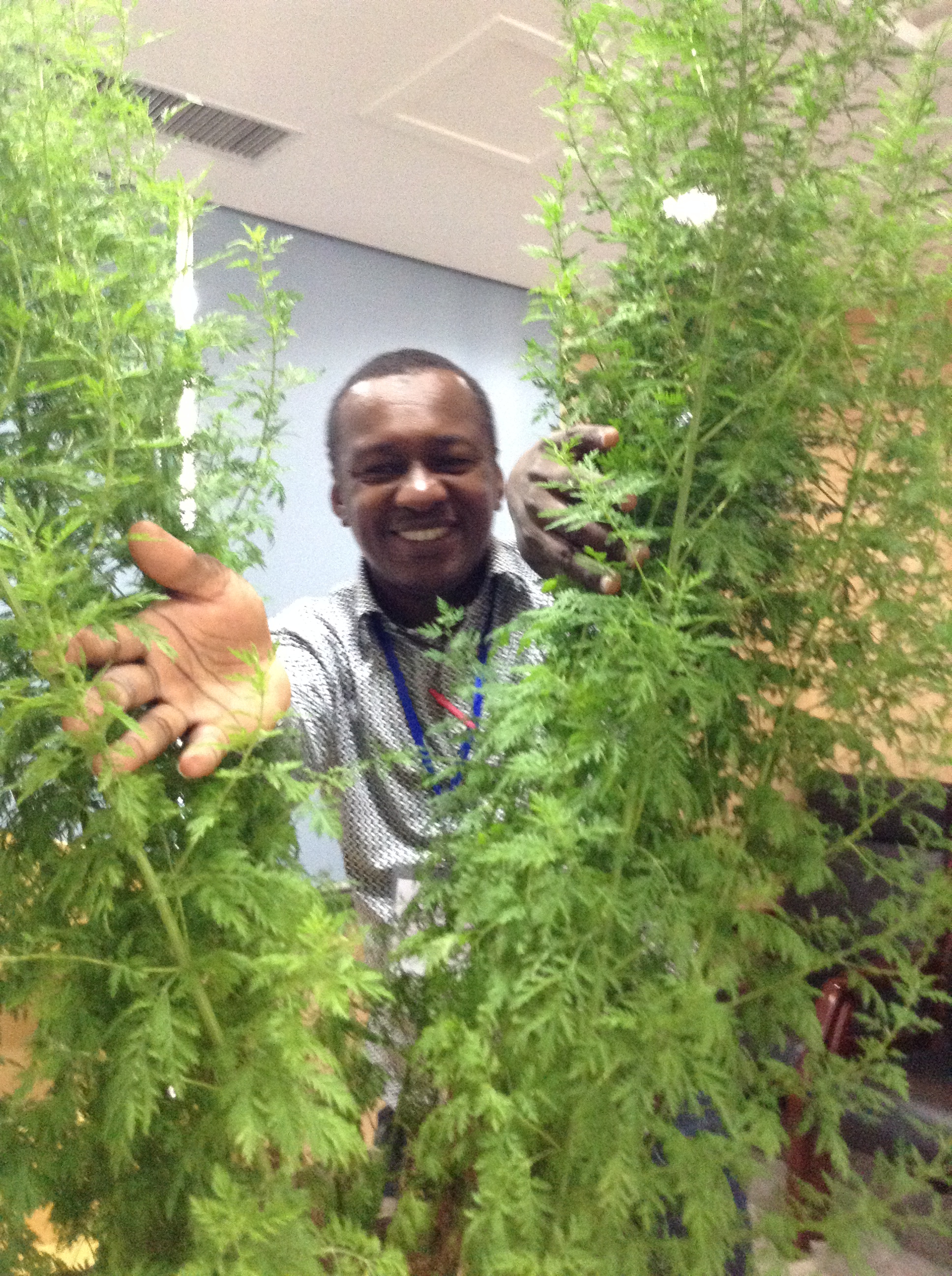 Lutte contre le paludisme: une plante et une femme chinoises qui ont sauvé des millions de vies humaines!