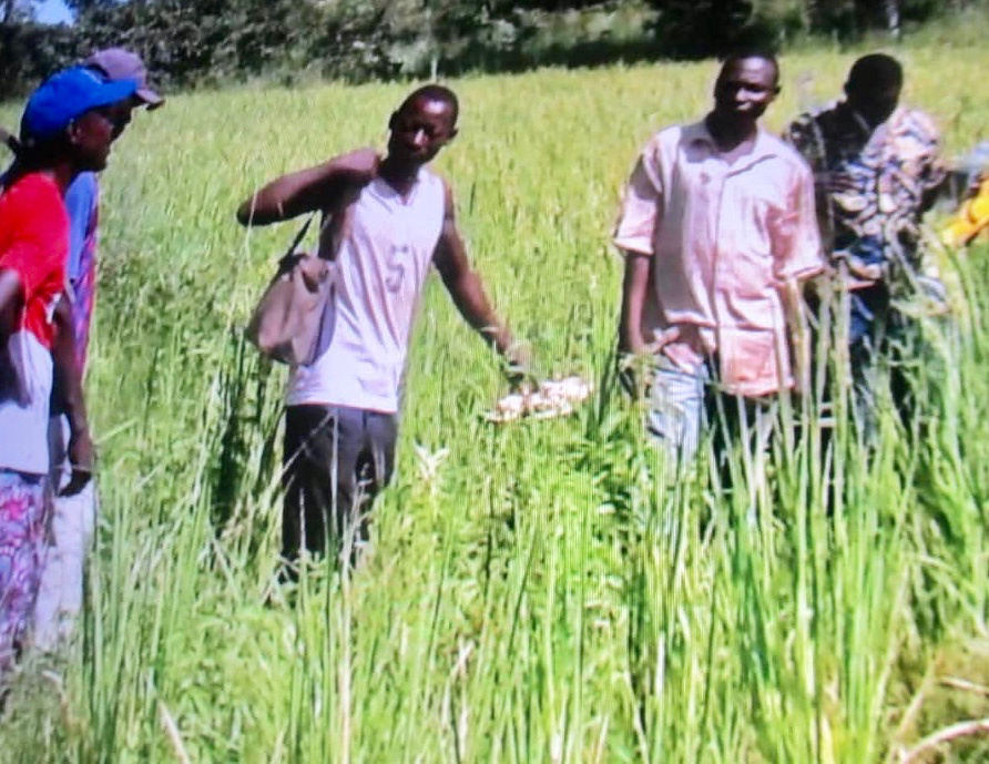 L’AFDS, un tremplin pour l’autosuffisance alimentaire au Tchad.