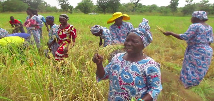Les membres de l’AFDS en pleine récolte.