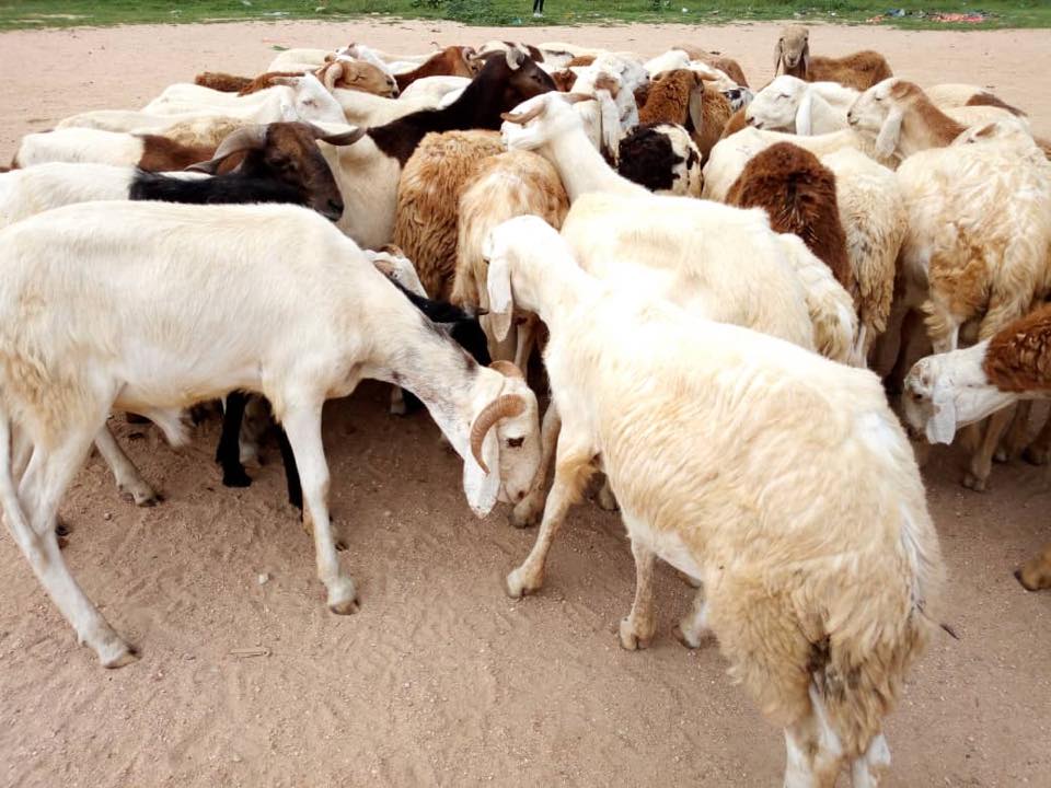 Des moutons dans un marché à bétail à Abéché (Tchad). © Alwihda Info