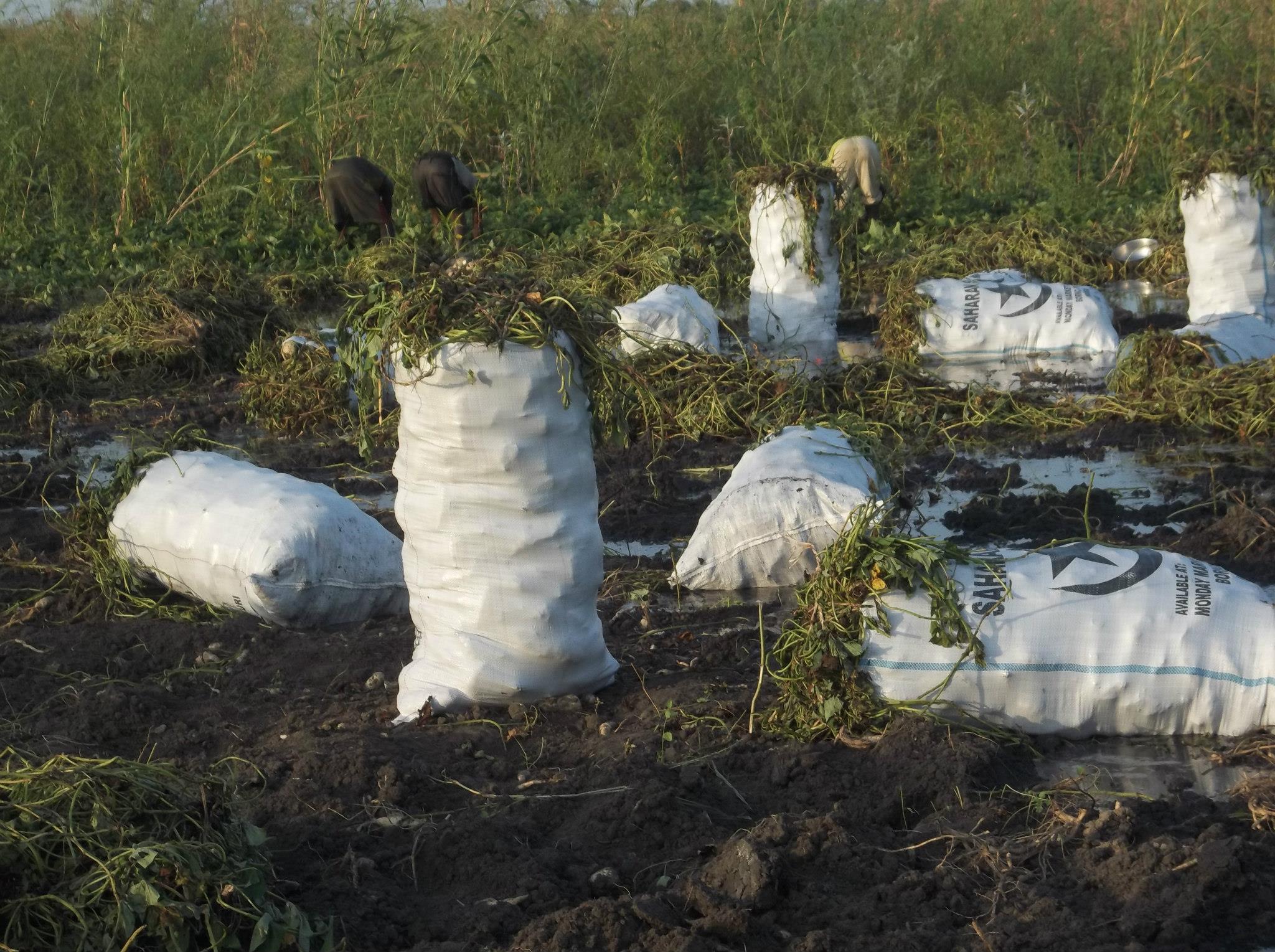 Des cultures agricoles au Tchad. © DR