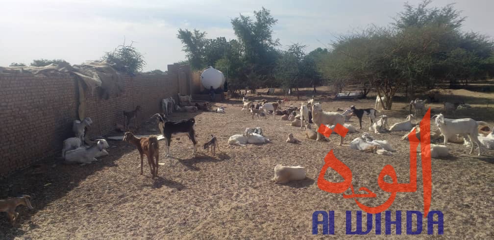 Tchad : "aucune prison privée dans un jardin", Bokhit Bahar Mahamat Itno dément les accusations