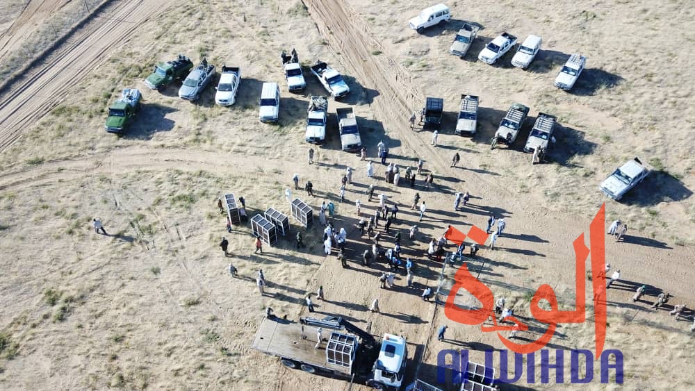 Tchad : 15 addax relâchés dans leur enclos au Wadi Rimé. © Alwihda Info