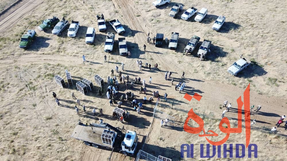 Tchad : 15 addax relâchés dans leur enclos au Wadi Rimé. © Alwihda Info