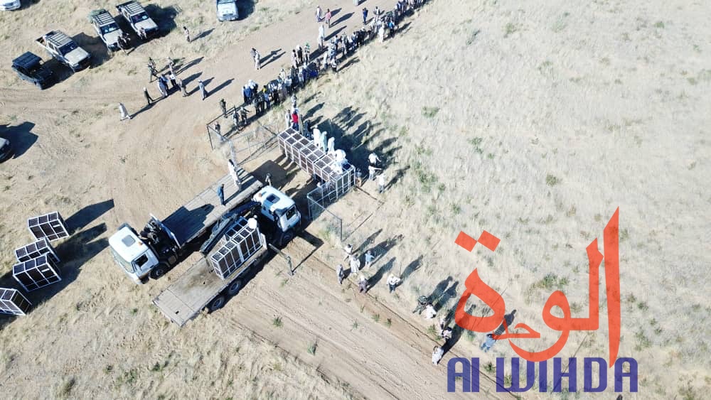 Tchad : 15 addax relâchés dans leur enclos au Wadi Rimé. © Alwihda Info