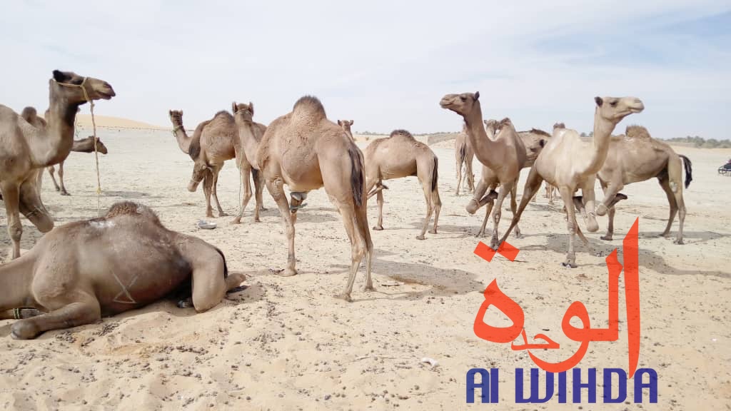 Tchad : vaccination du bétail contre les maladies épidémiologiques au Borkou. © Alwihda Info/A.A.A.