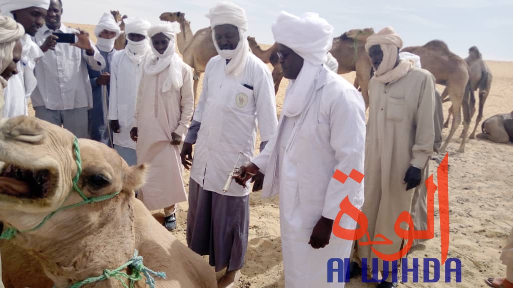 Tchad : vaccination du bétail contre les maladies épidémiologiques au Borkou. © Alwihda Info/A.A.A.