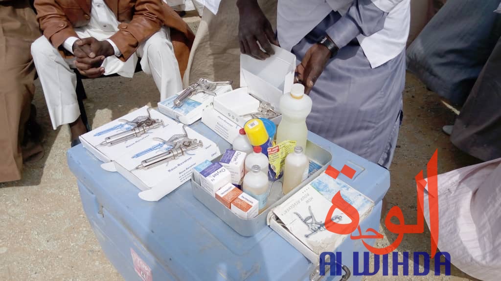 Tchad : vaccination du bétail contre les maladies épidémiologiques au Borkou. © Alwihda Info/A.A.A.