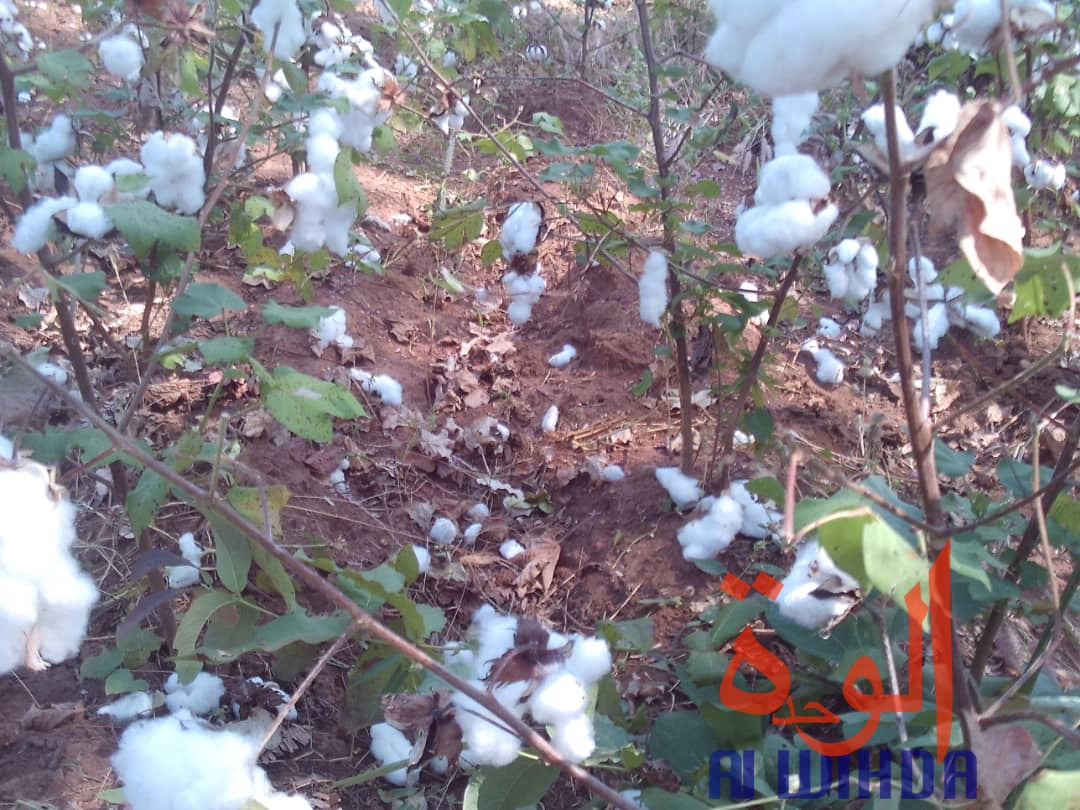 Tchad : des champs de coton présidentiel dévastés par des troupeaux de boeufs au Sud. © Alwihda Info