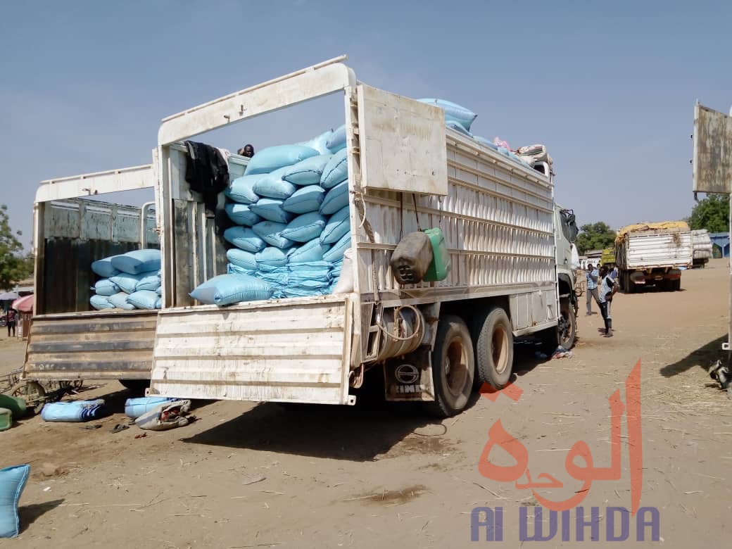 Tchad : à l'Est, le sésame s'exporte jusqu'au Soudan. © Alwihda Info