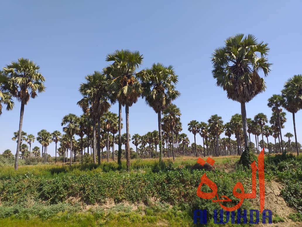 Tchad : A Kerfi, un paysage fascinant. © Mahamat Issa Gadaya/Alwihda Info