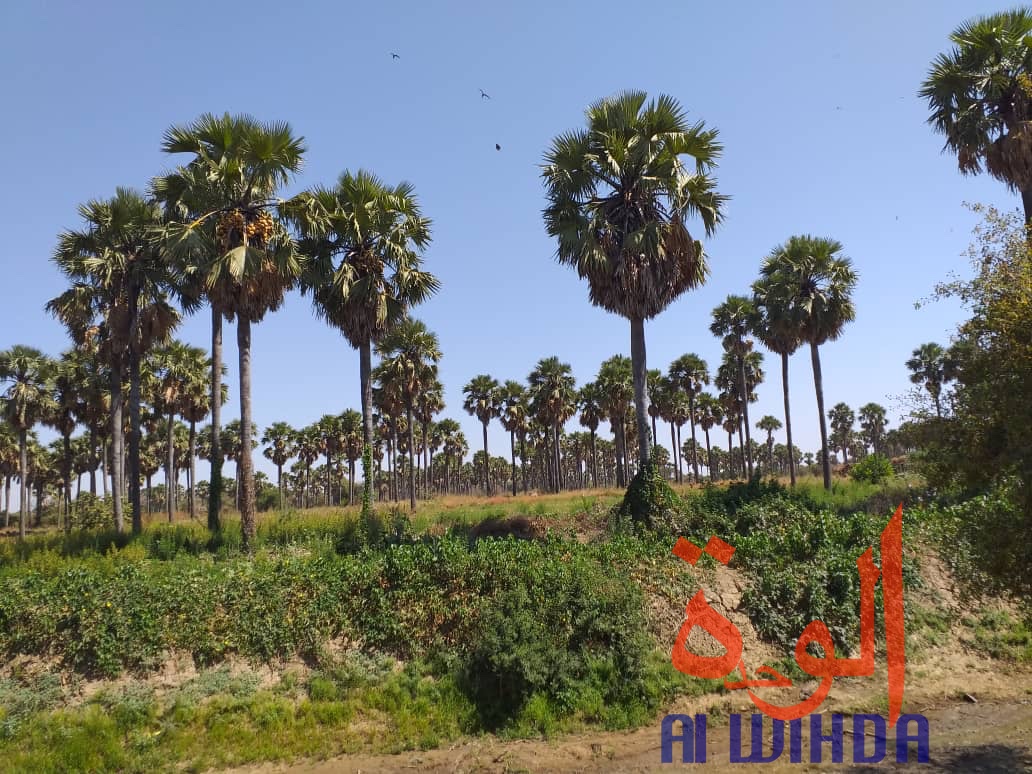 Tchad : A Kerfi, un paysage fascinant. © Mahamat Issa Gadaya/Alwihda Info