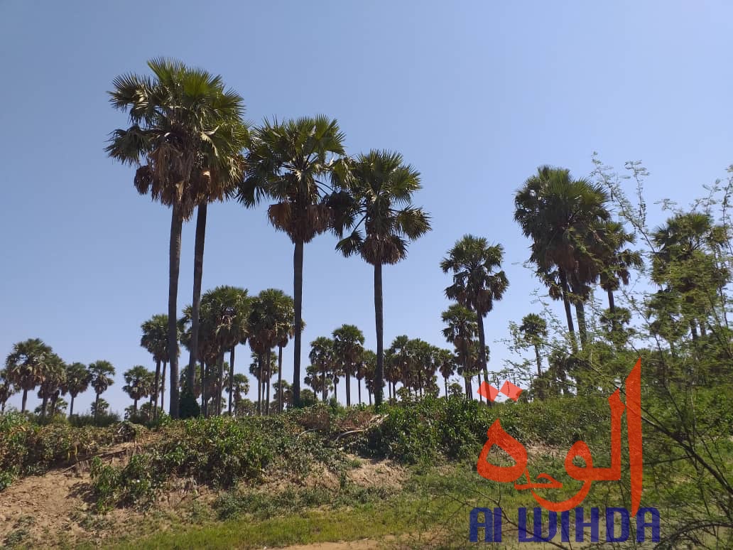 Tchad : A Kerfi, un paysage fascinant. © Mahamat Issa Gadaya/Alwihda Info