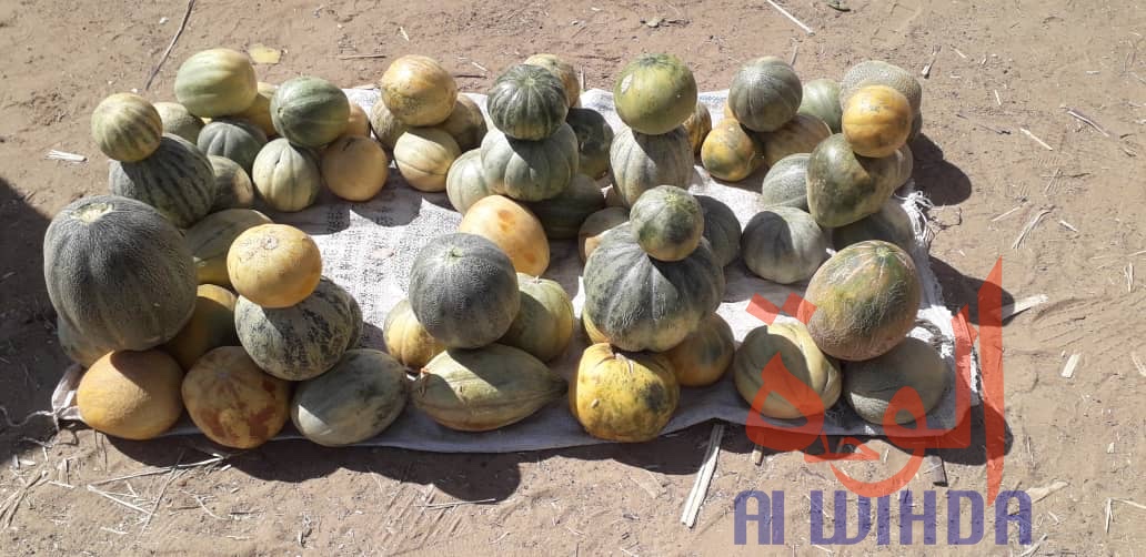 Tchad : Linia, un véritable axe commercial en manque de modernité. © Djibrine Haïdar/Alwihda Info