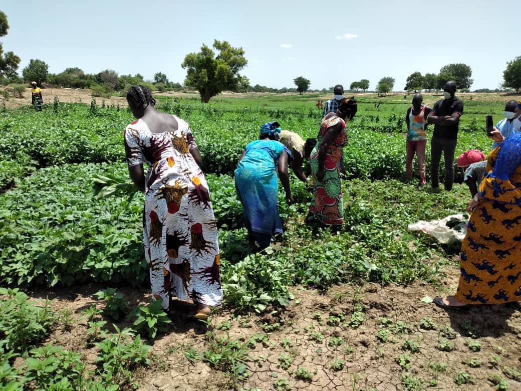 Tchad : culture maraichère, des projets agricoles portent leurs fruits à N'Djamena