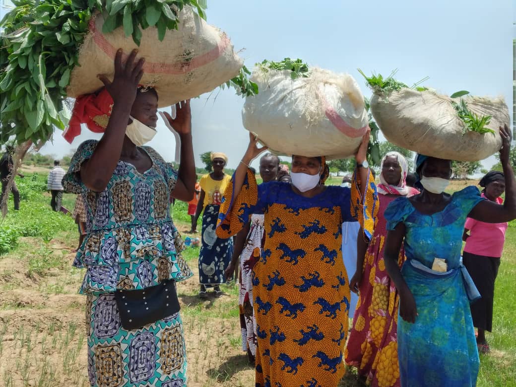 Tchad : culture maraichère, des projets agricoles portent leurs fruits à N'Djamena