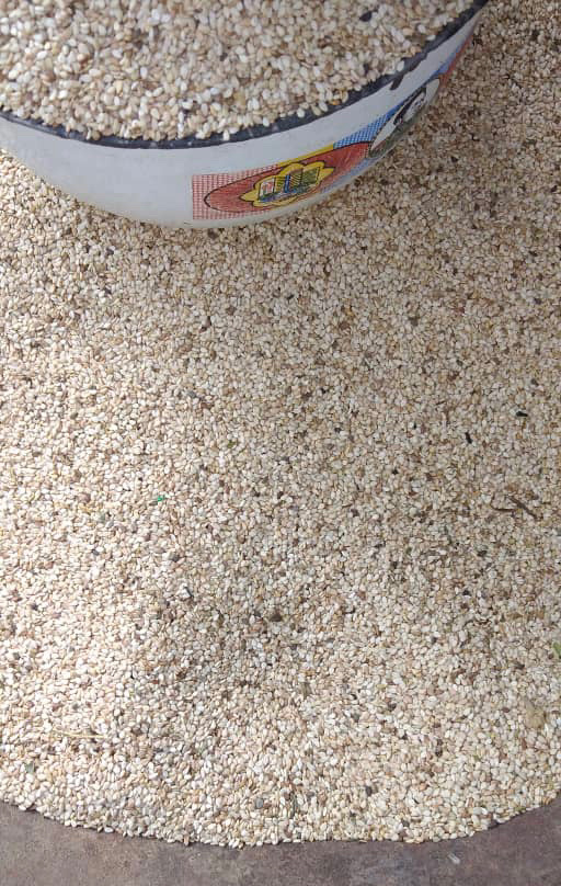 Tchad : la production du sésame au Guera nécessite un appui pour être bénéfique