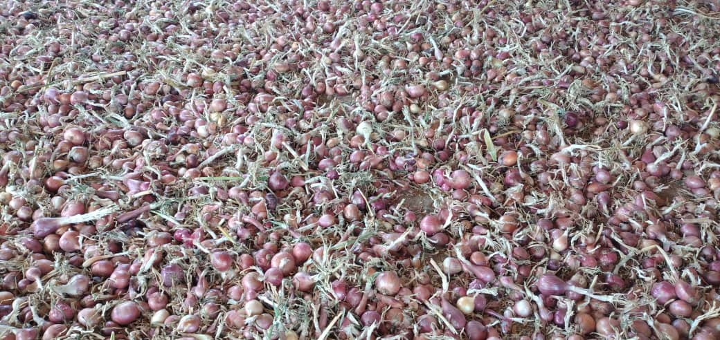 Tchad : le camp de formation Aya Chad galvanise les agripreneurs