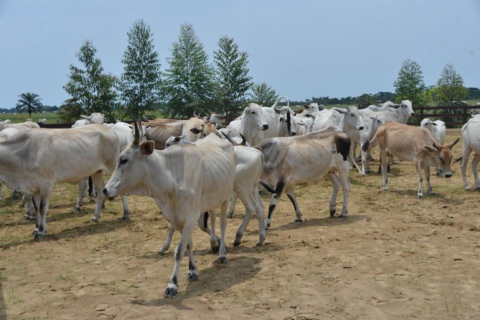 L'un des ranchs de Denis Sassou N'Guesso à Oyo ( photo d'archives)