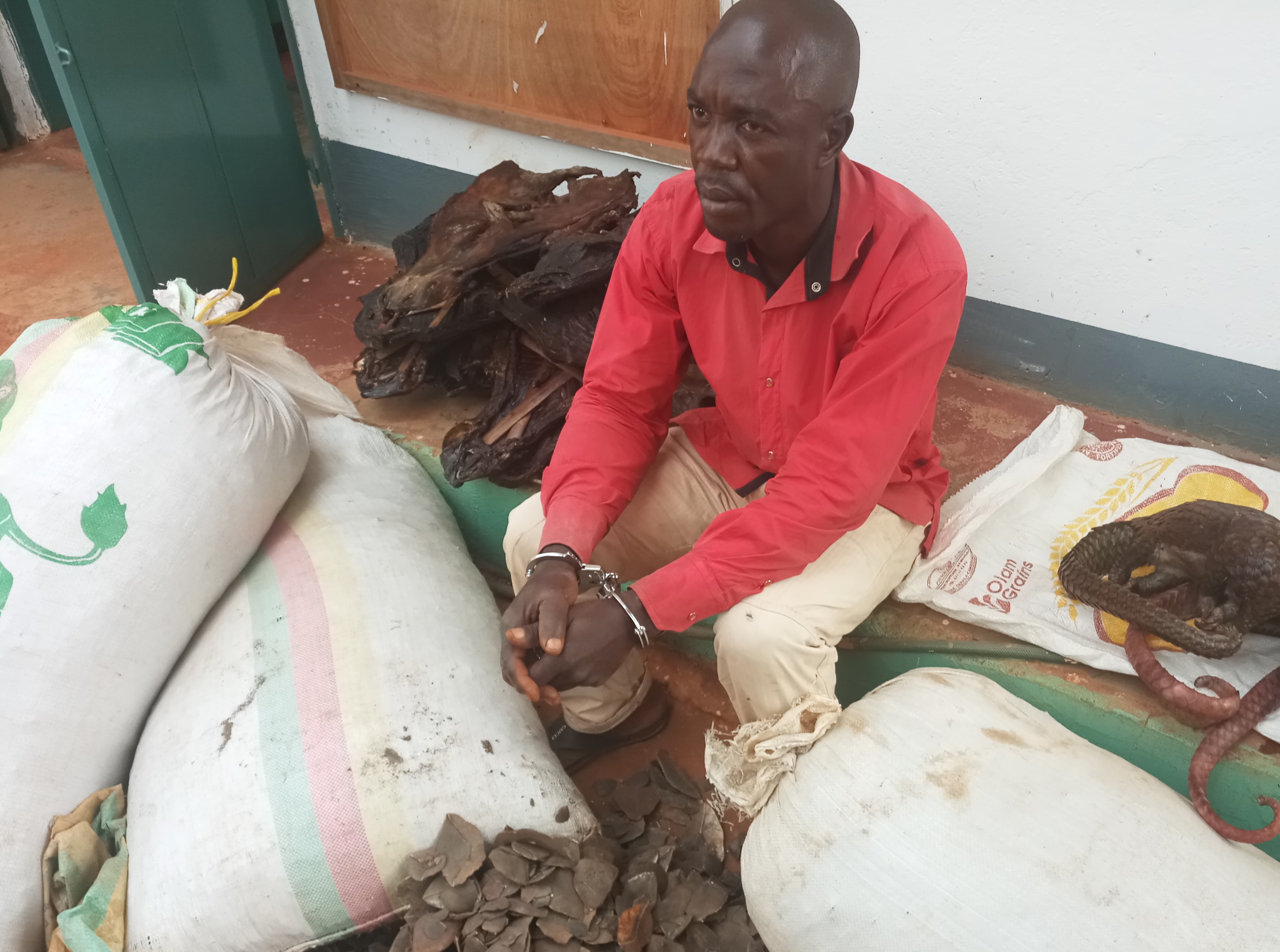 Cameroun : un trafiquant de produits fauniques condamné à plus d'un an de prison ferme à Bertoua