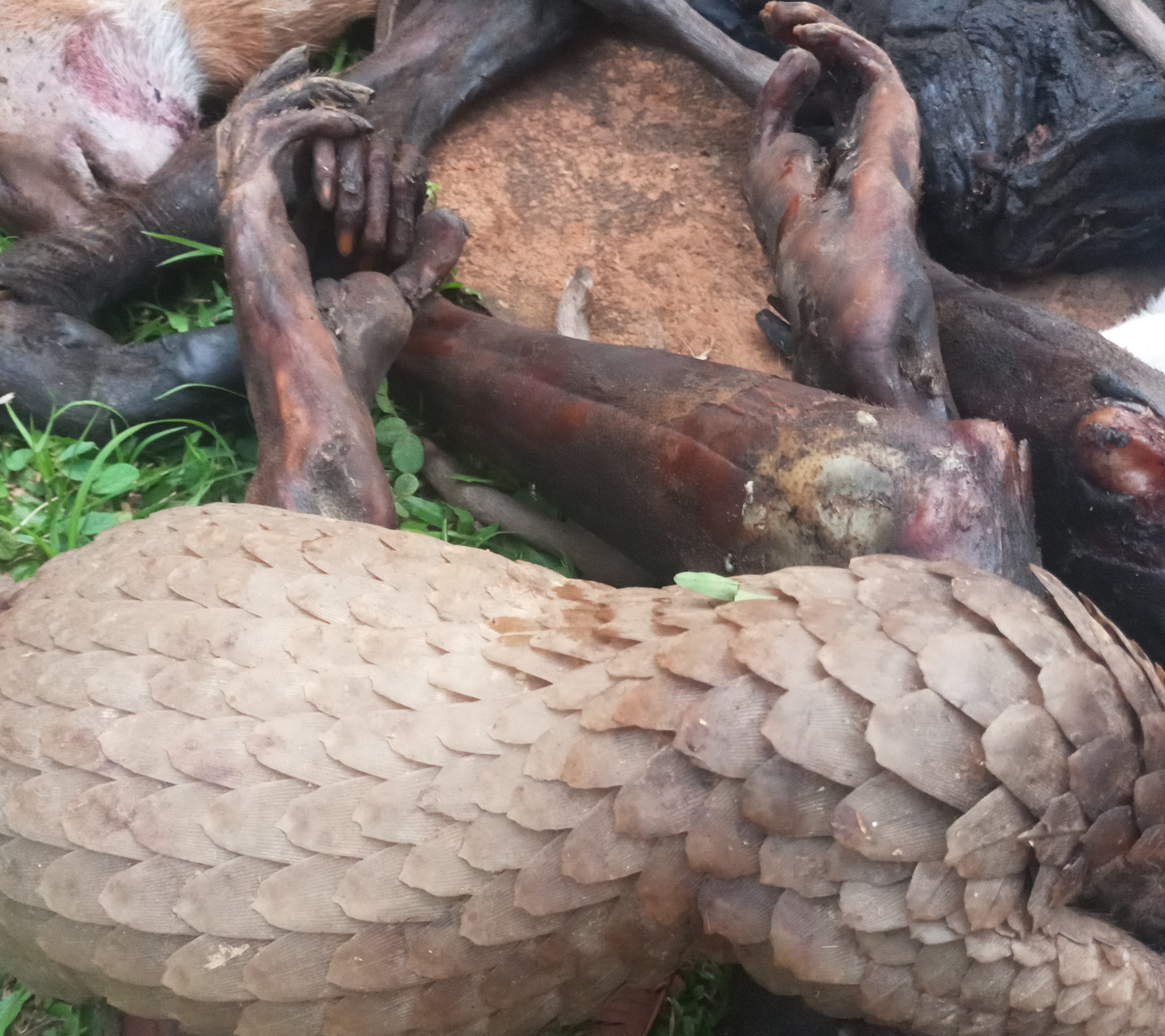 Cameroun : quatre trafiquants fauniques arrêtés dans la région du Sud