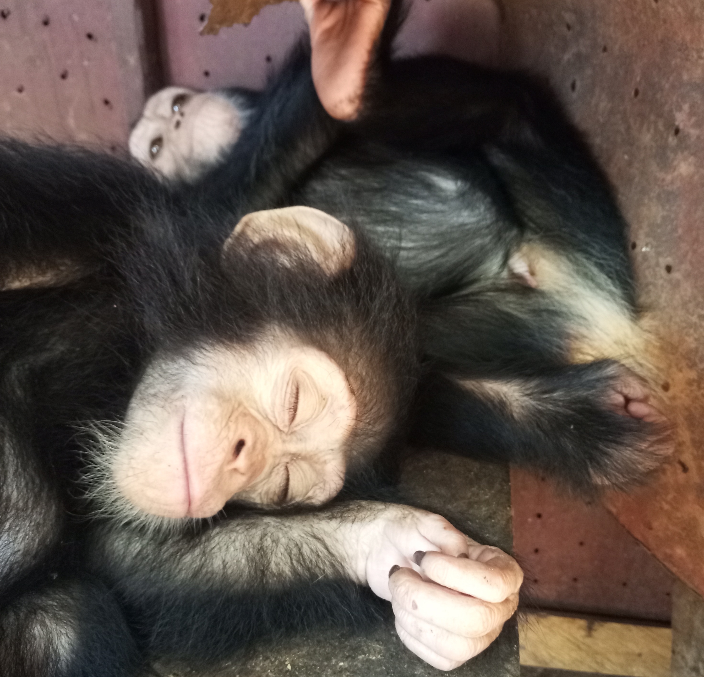 Cameroun : un chef traditionnel arrêté avec deux jeunes chimpanzés à Yaoundé