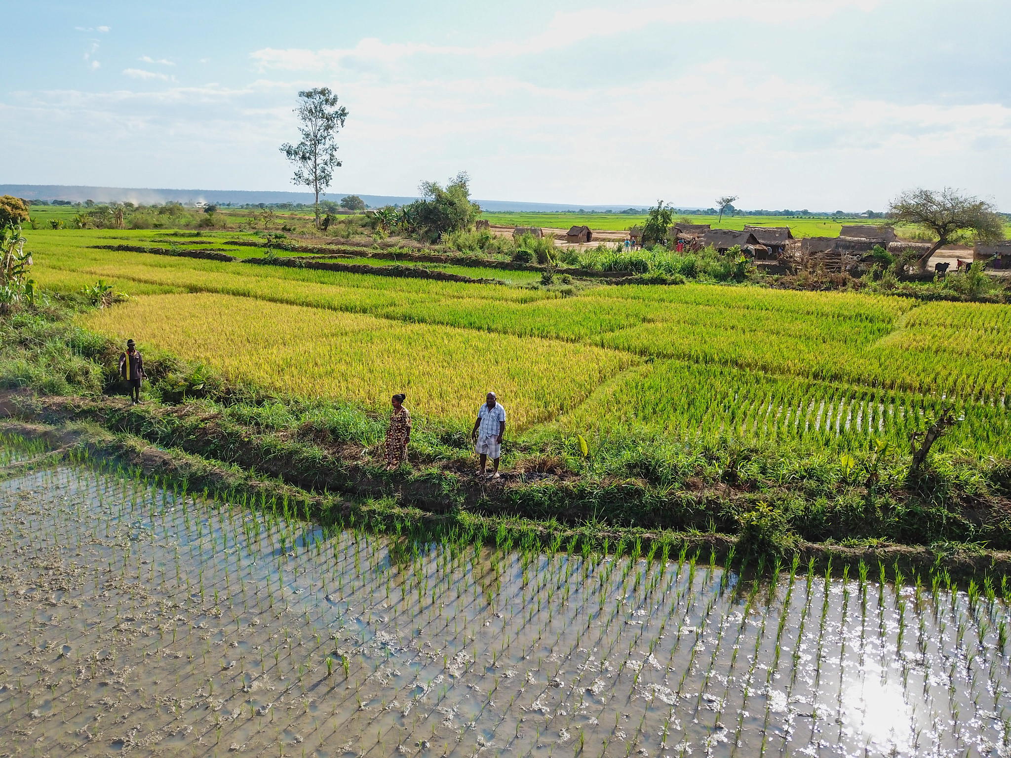 Madagascar : rendements à la hausse pour de jeunes entreprises rurales