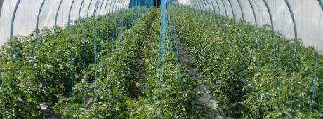 Agro-Industrie Africaine : Fonds pour l'accélération du développement agricole