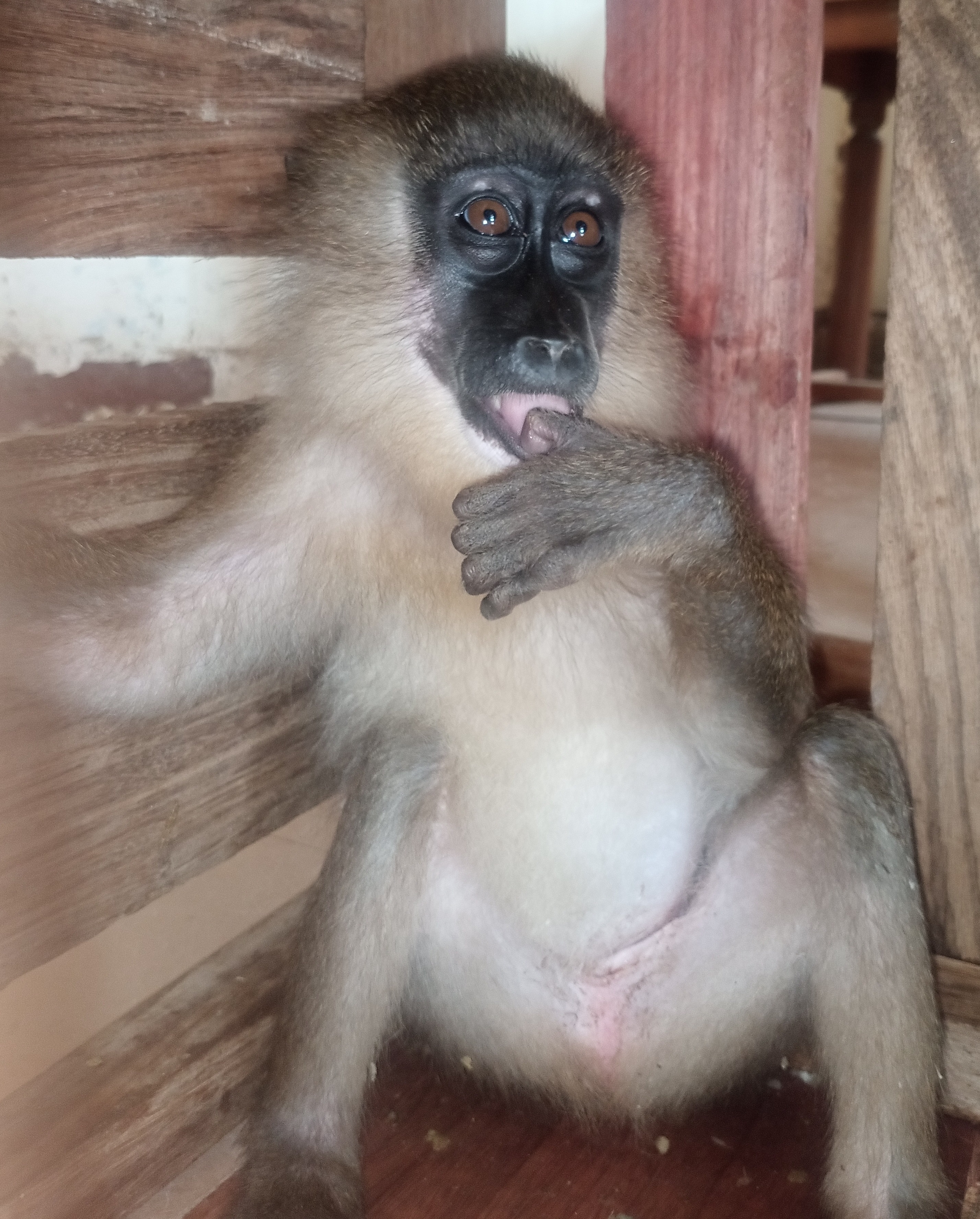 Cameroun : un employé de mairie arrêté en possession d’un drill à Yabassi