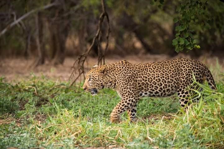 ©️📸African park