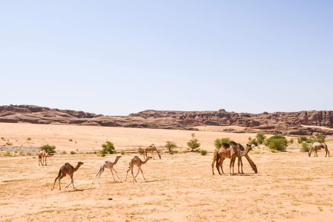 Tchad - Ennedi : un paradis caché au milieu du Sahara, à découvrir absolument !