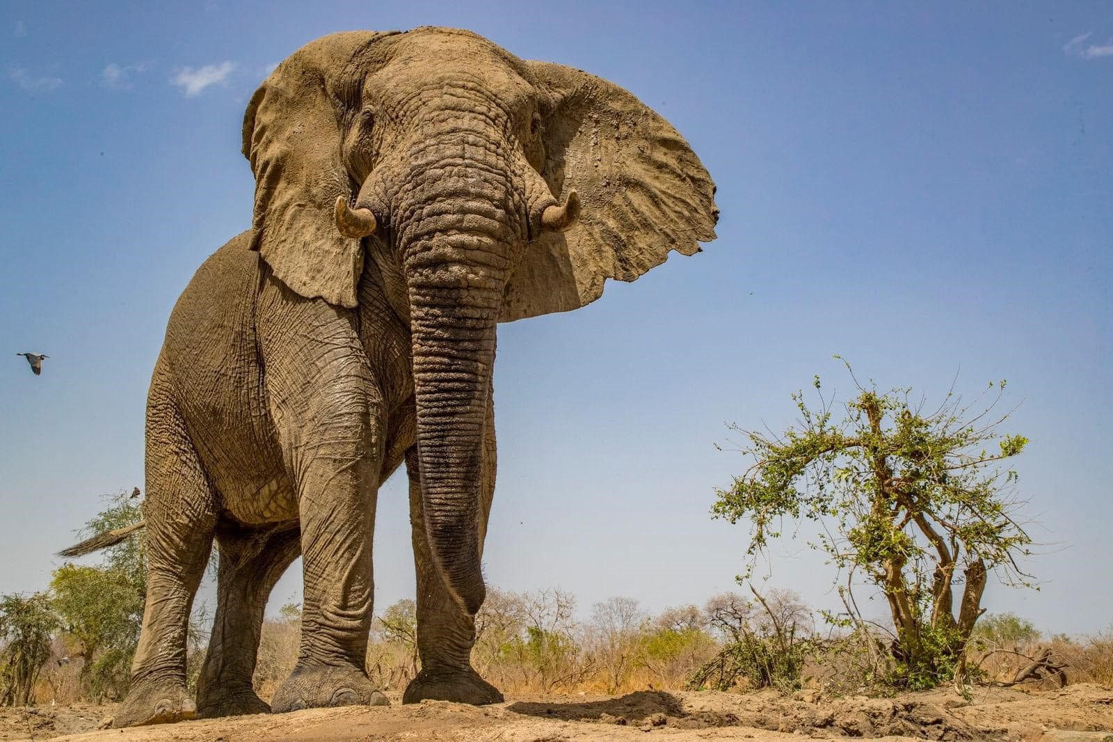 Tchad - Zakouma: un paradis naturel à découvrir
